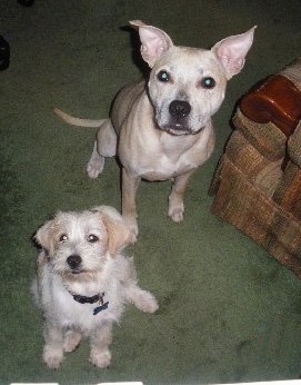 View from the top looking down at two dogs who are sitting on a green carpet next to a chair - A tan with white Pit Bull mix breed dog with a wiry looking tan Cairn Terrier mix in front of it. They are both looking up.